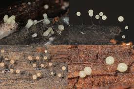 Attēlu rezultāti vaicājumam “Comatricha nigra spores”