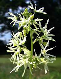 Attēlu rezultāti vaicājumam “Echinocystis lobata flower”