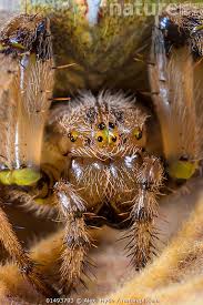 Attēlu rezultāti vaicājumam “Araneus quadratus female”