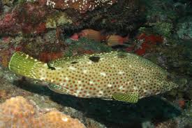 Image result for Epinephelus adscensionis