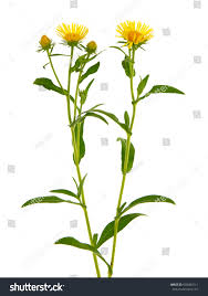 Attēlu rezultāti vaicājumam “Inula britannica”