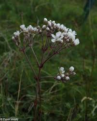 Attēlu rezultāti vaicājumam “Gypsophila fastigiata bud”