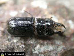 Attēlu rezultāti vaicājumam “Ceruchus chrysomelinus larva”