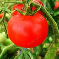 Image result for Tomate