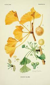 Attēlu rezultāti vaicājumam “Ginkgo biloba female flower”