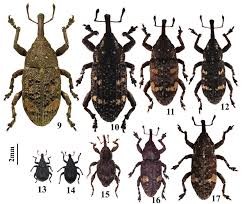 Attēlu rezultāti vaicājumam “Pissodes piniphilus”