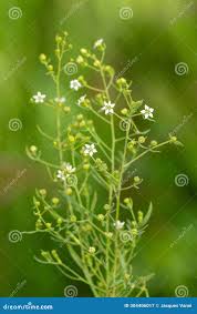 Attēlu rezultāti vaicājumam “Thesium alpinum”