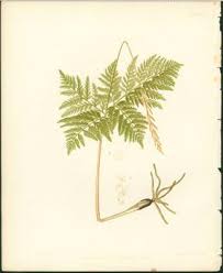 Attēlu rezultāti vaicājumam “Botrychium virginianum”