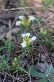 Attēlu rezultāti vaicājumam “Diderma montanum”