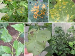 Attēlu rezultāti vaicājumam “Gymnosporangium sp.”