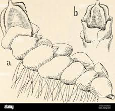 Attēlu rezultāti vaicājumam “Jungermannia sphaerocarpa”