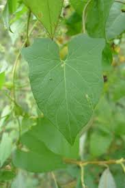 Attēlu rezultāti vaicājumam “Fallopia dumetorum”