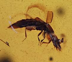 Attēlu rezultāti vaicājumam “Staphylinidae”