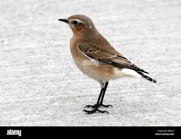 Attēlu rezultāti vaicājumam “Oenanthe oenanthe”