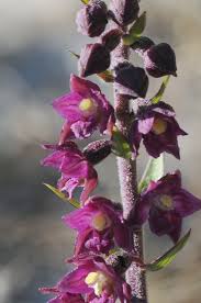 Attēlu rezultāti vaicājumam “Epipactis atrorubens”