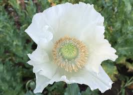 Attēlu rezultāti vaicājumam “Papaver somniferum flower”