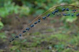 Attēlu rezultāti vaicājumam “Polygonatum multiflorum  fruit”
