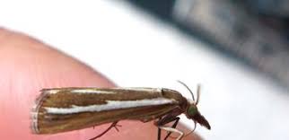 Attēlu rezultāti vaicājumam “Catoptria fulgidella”