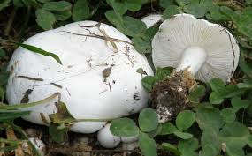 Attēlu rezultāti vaicājumam “Tricholoma album”