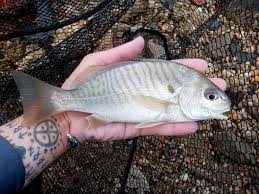 Image result for Leiostomus xanthurus