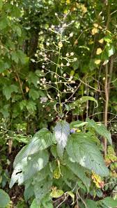 Attēlu rezultāti vaicājumam “Scrophulariaceae”