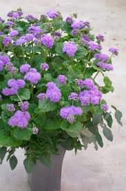 Image result for Ageratum houstonianum
