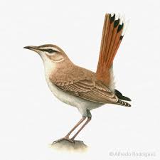 Image result for Cercotrichas galactotes