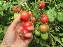 Afbeeldingsresultaat voor brandywine cherry tomato