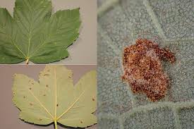 Attēlu rezultāti vaicājumam “Acer pseudoplatanus fo. purpurascens leaf”