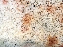 Attēlu rezultāti vaicājumam “Postia fragilis”