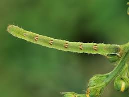 Attēlu rezultāti vaicājumam “Mesoleuca albicillata”