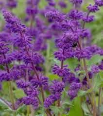 Attēlu rezultāti vaicājumam “Salvia verticillata”