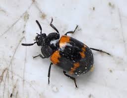 Attēlu rezultāti vaicājumam “Psallus sp. imago”