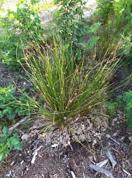 Attēlu rezultāti vaicājumam “Juncus conglomeratus fruit”