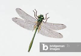 Attēlu rezultāti vaicājumam “Cordulia aenea”