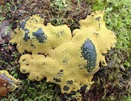 Attēlu rezultāti vaicājumam “Badhamia lilacina”