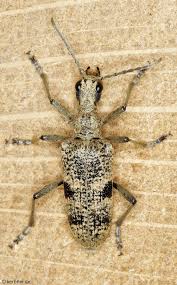 Attēlu rezultāti vaicājumam “Rhagium mordax”