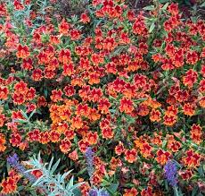 Attēlu rezultāti vaicājumam “Festuca altissima flower”