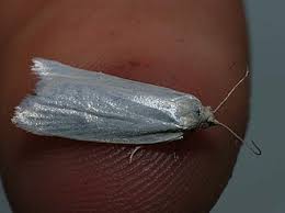 Attēlu rezultāti vaicājumam “Eana argentana”