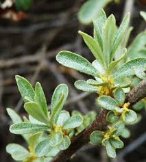Attēlu rezultāti vaicājumam “Hippophae rhamnoides female flower”