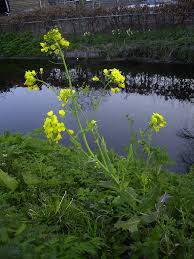 Attēlu rezultāti vaicājumam “Brassica napus flower”