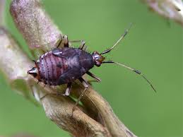 Attēlu rezultāti vaicājumam “Deraeocoris ruber”