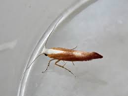 Attēlu rezultāti vaicājumam “Argyresthia albistria”