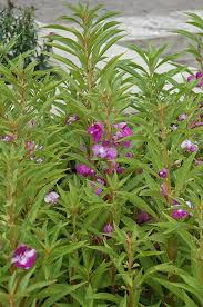 Image result for Impatiens balsamina
