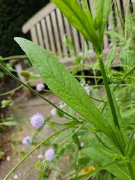 Image result for Succisella inflexa