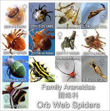 Attēlu rezultāti vaicājumam “Araneidae”