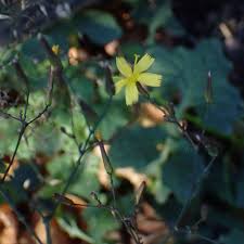 Attēlu rezultāti vaicājumam “Mycelis muralis bud”