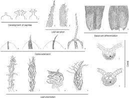 Attēlu rezultāti vaicājumam “Rhabdoweisia fugax sporophyte”