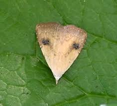 Attēlu rezultāti vaicājumam “Rivula sericealis”