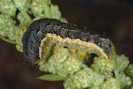 Attēlu rezultāti vaicājumam “Mamestra brassicae pupa”